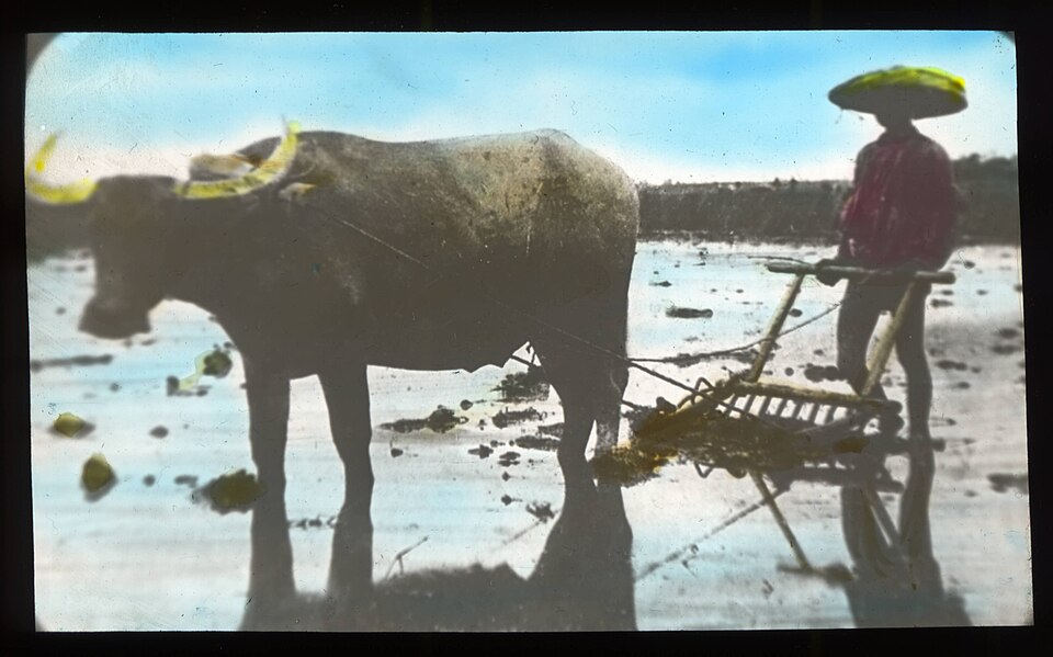 GLM — čínský farmář a digitální kulak